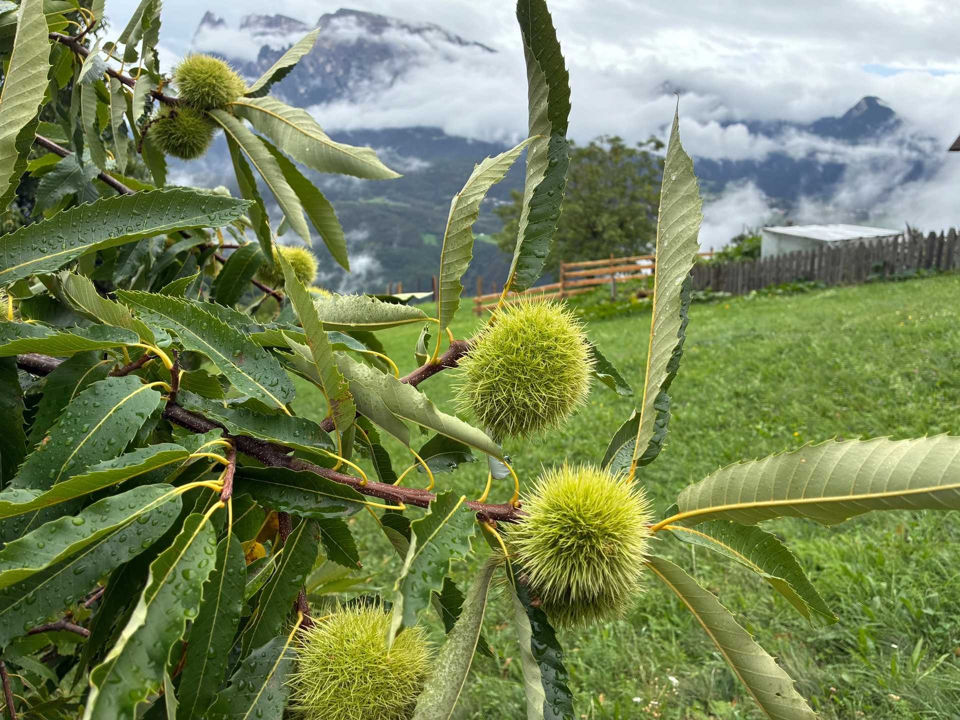 Chestnuts in spiny green husks growing on a tree in South Tyrol.