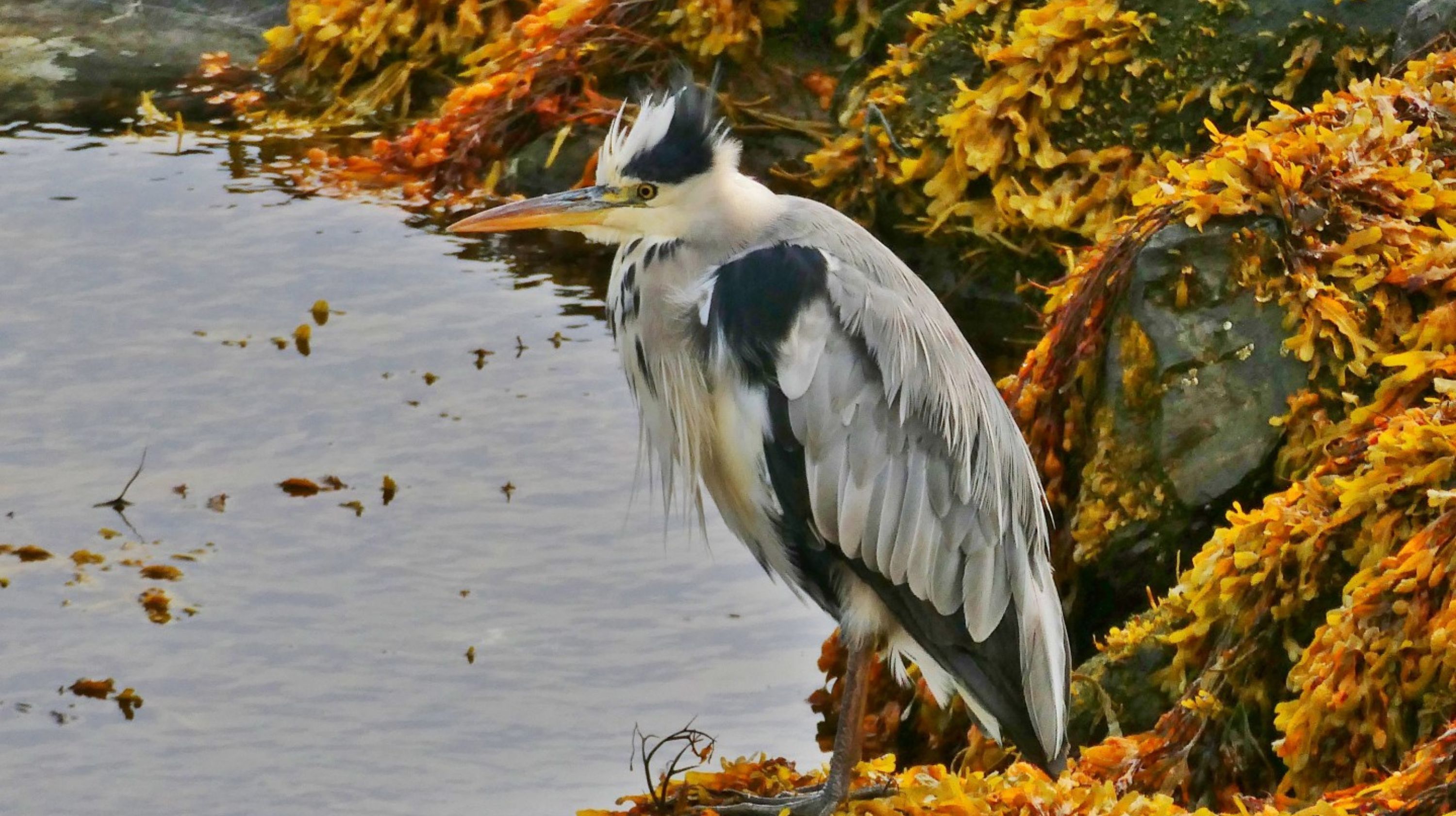 A grey heron stands on a rocky shore covered in seaweed, with its reflection visible in the calm water.