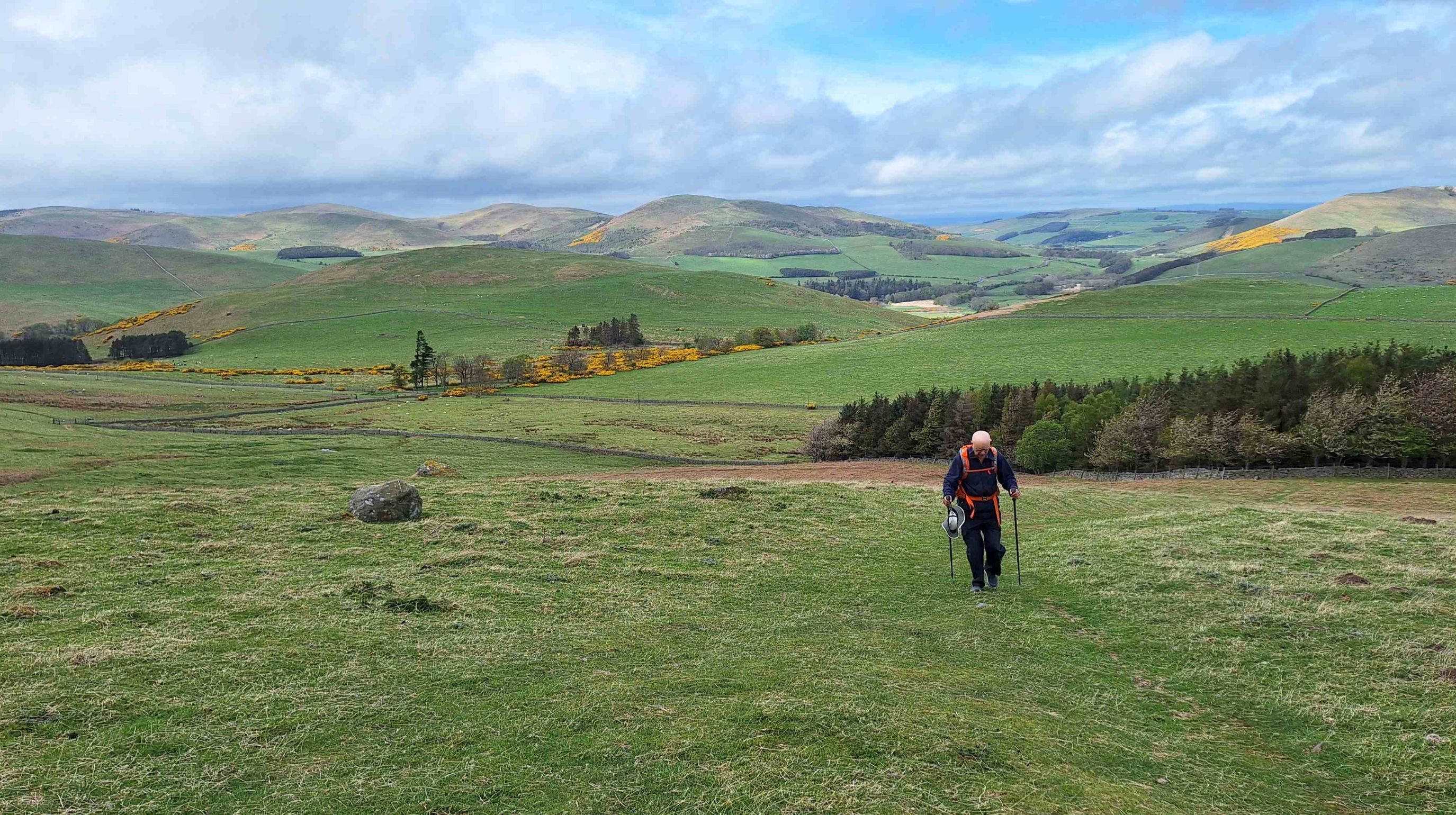 A person hikes through rolling green hills with scattered yellow gorse bushes and a line of trees in the distance under a cloudy sky.