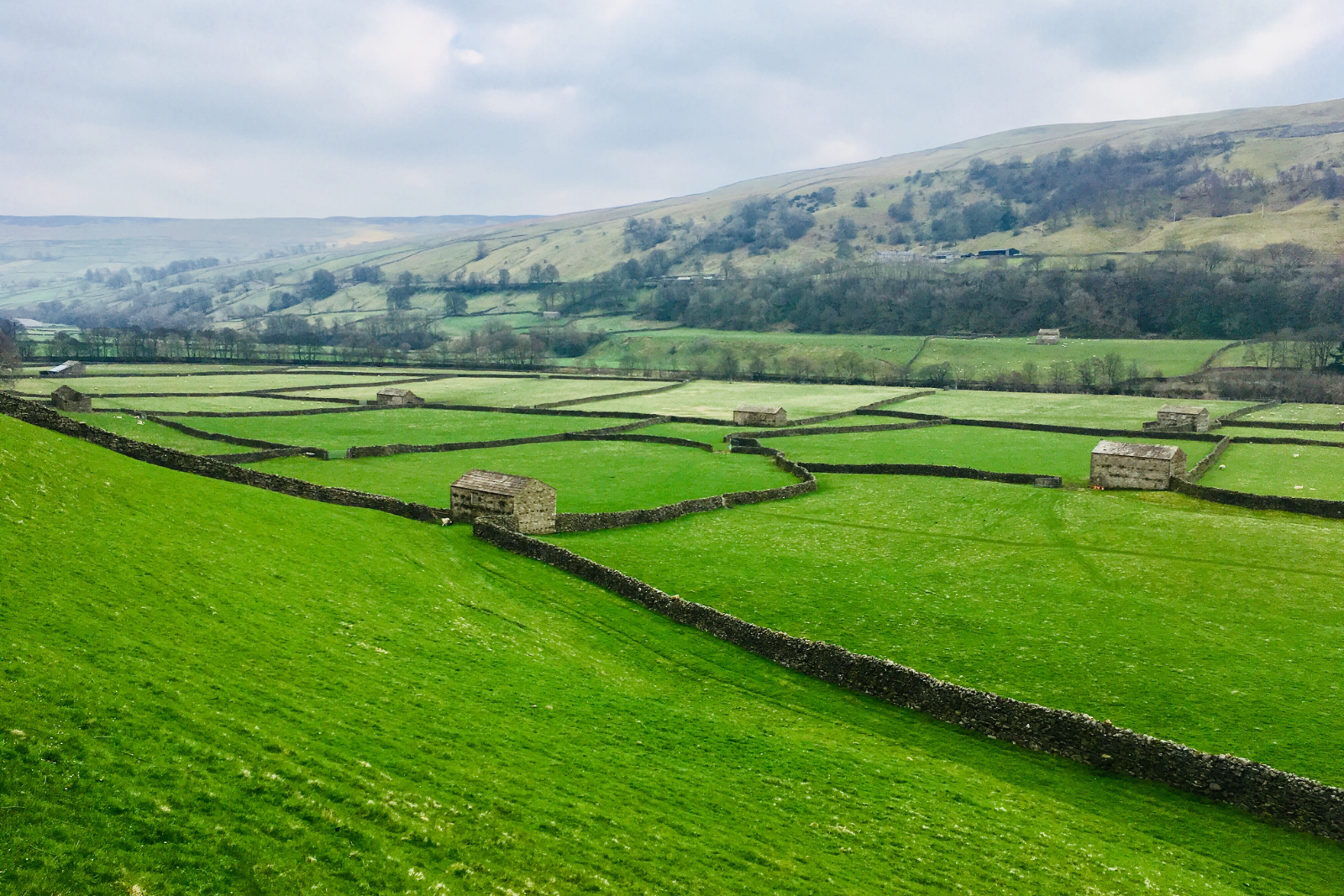 Stone walls and field barns across Swaledale on Wainwright’s Coast to Coast.