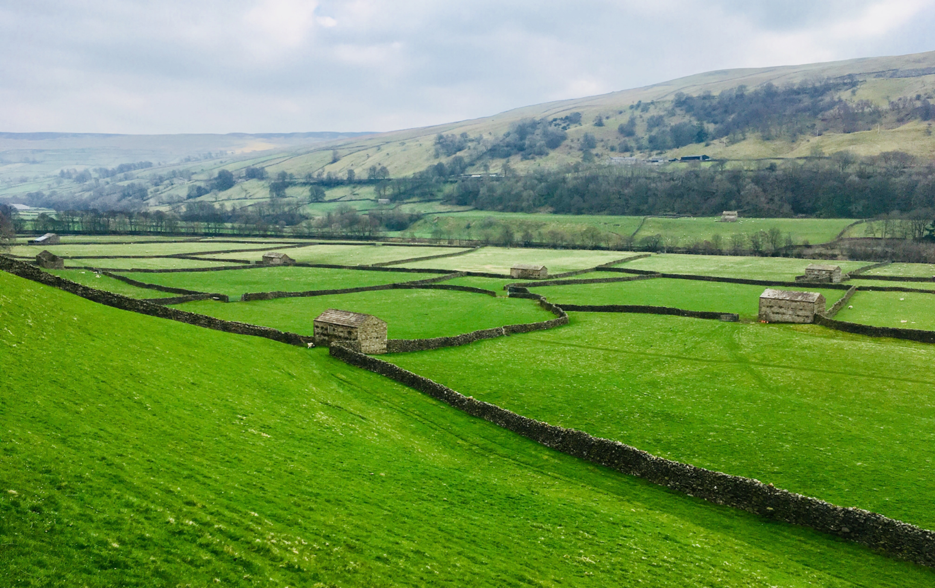 Stone walls and field barns across Swaledale on Wainwright’s Coast to Coast.