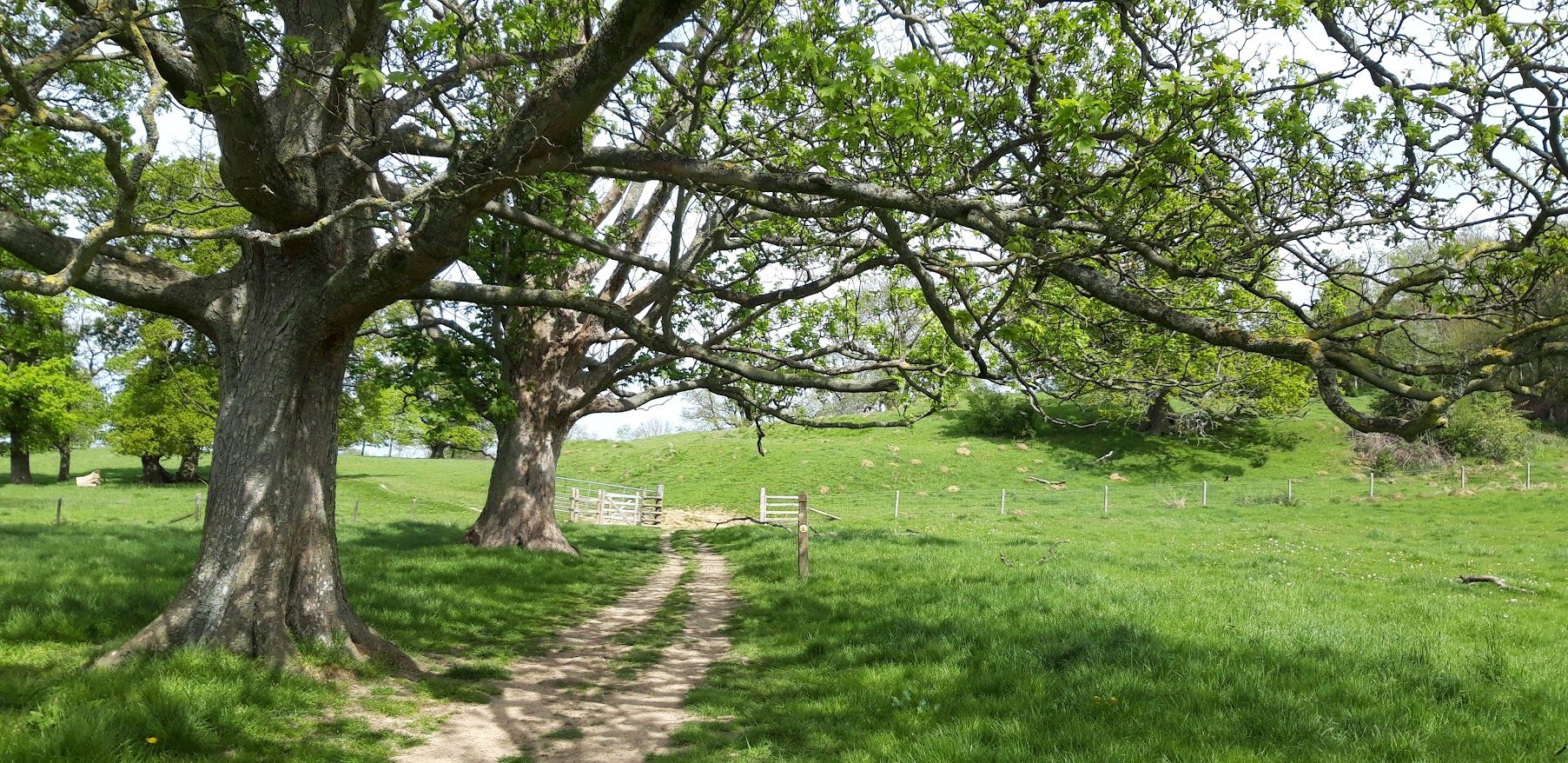 Grassy walking path passing beneath mature trees in the Cotswolds.