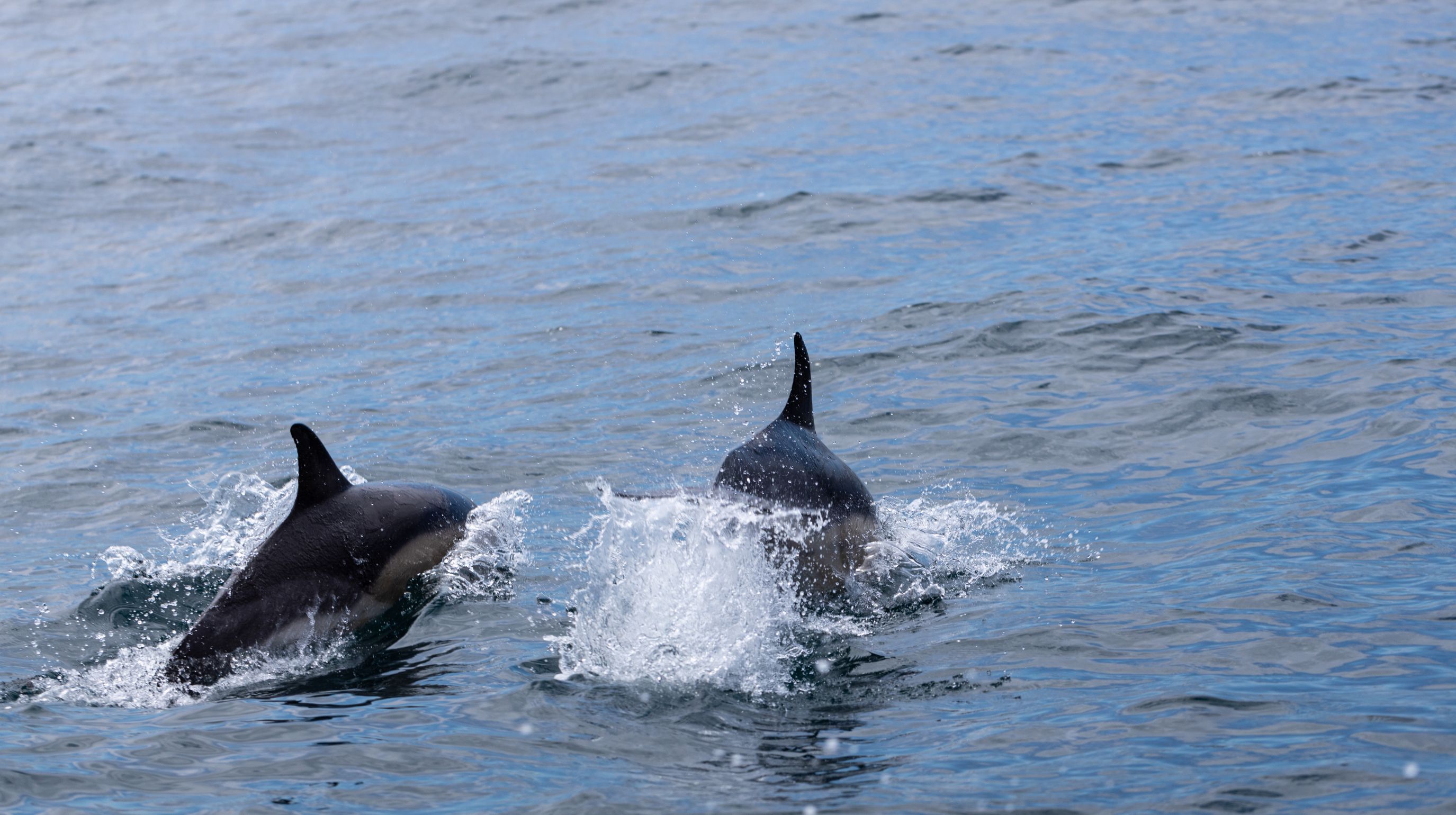 wo orcas breach the surface of the water, creating splashes as they swim together.