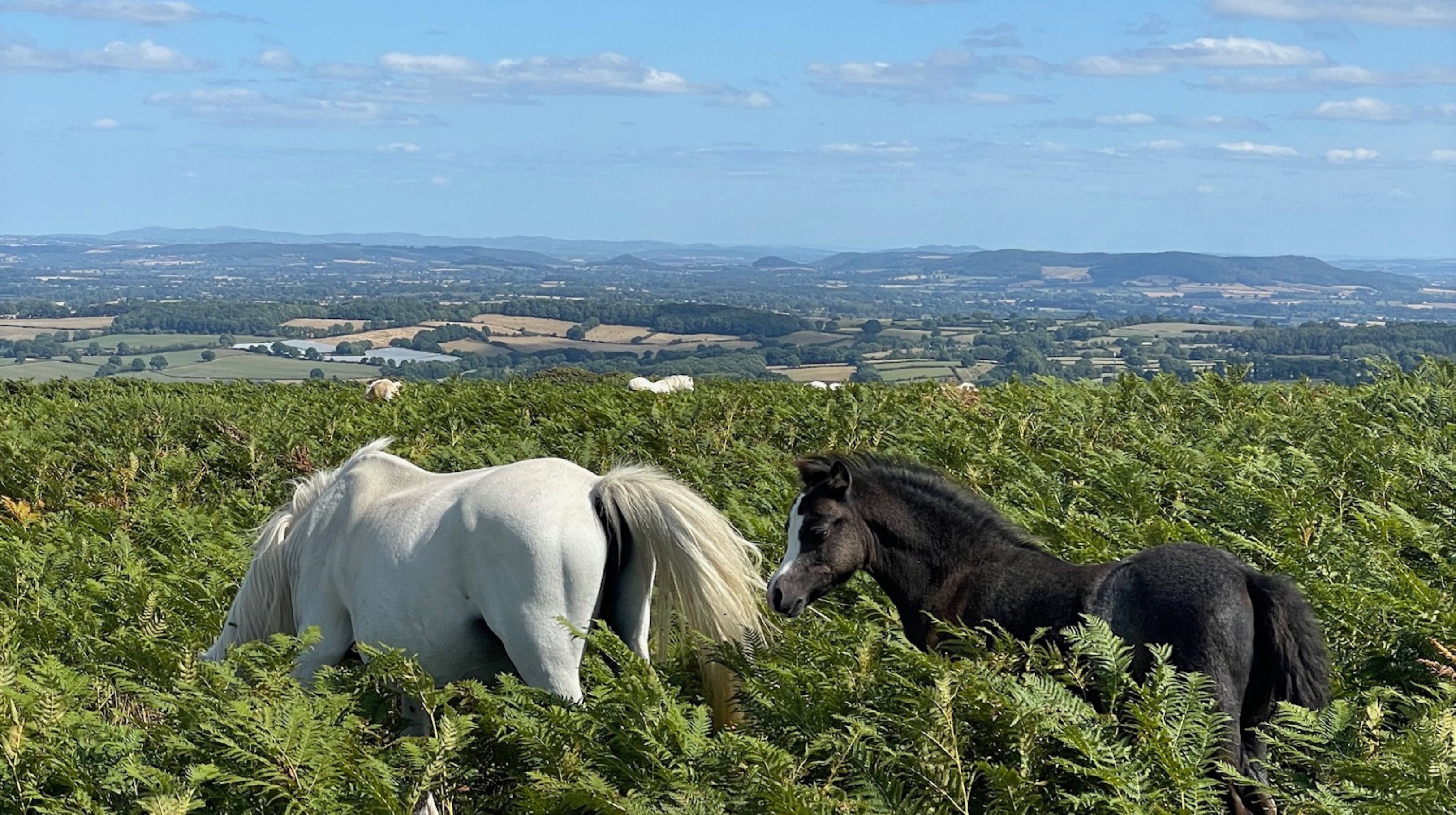A white horse and a black horse graze in thick green ferns on a hillside, with a hazy landscape of hills and fields under a blue sky in the background.