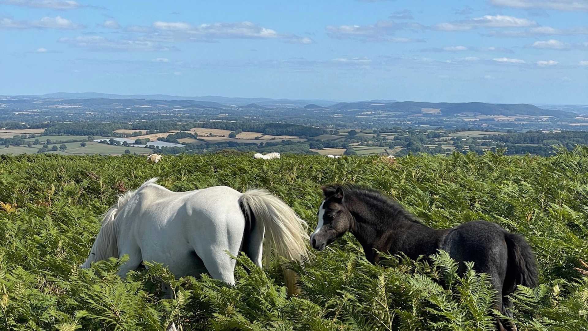 A white horse and a black horse graze in thick green ferns on a hillside, with a hazy landscape of hills and fields under a blue sky in the background.