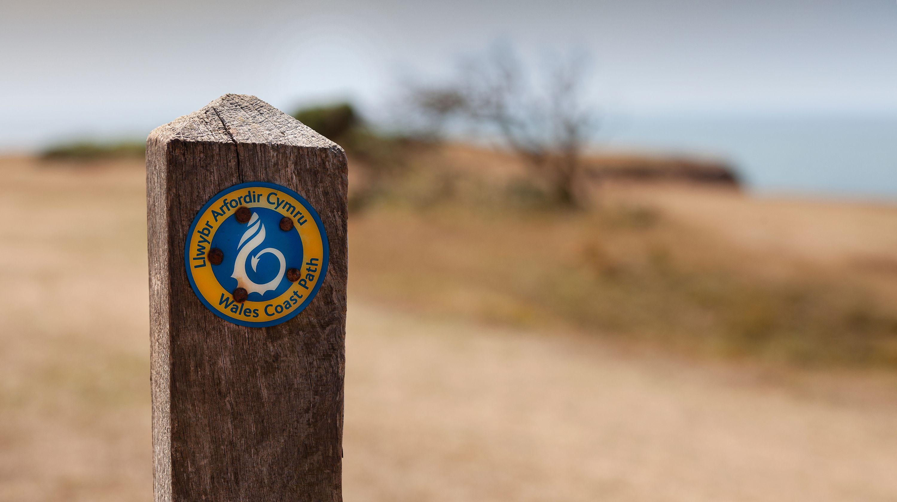 A wooden post with a blue and yellow circular sign indicating the Wales Coast Path, with the sea and a blurred landscape in the background.
