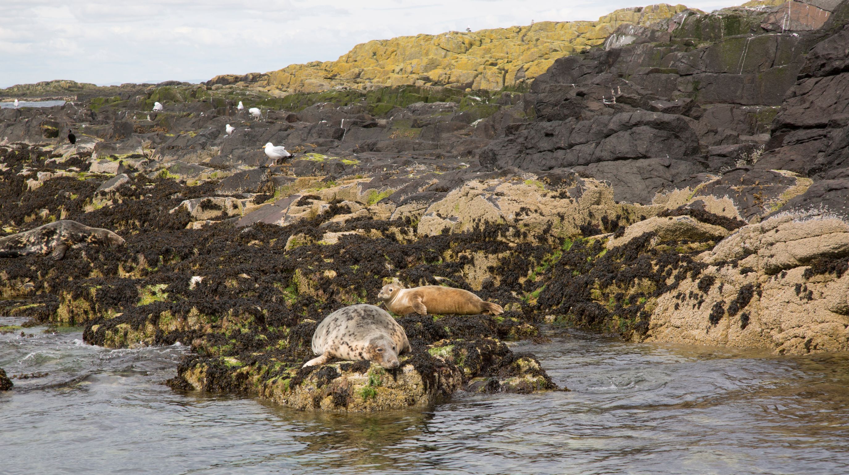 Two seals rest on seaweed-covered rocks near the water, with seagulls visible on the rocky shore in the background.