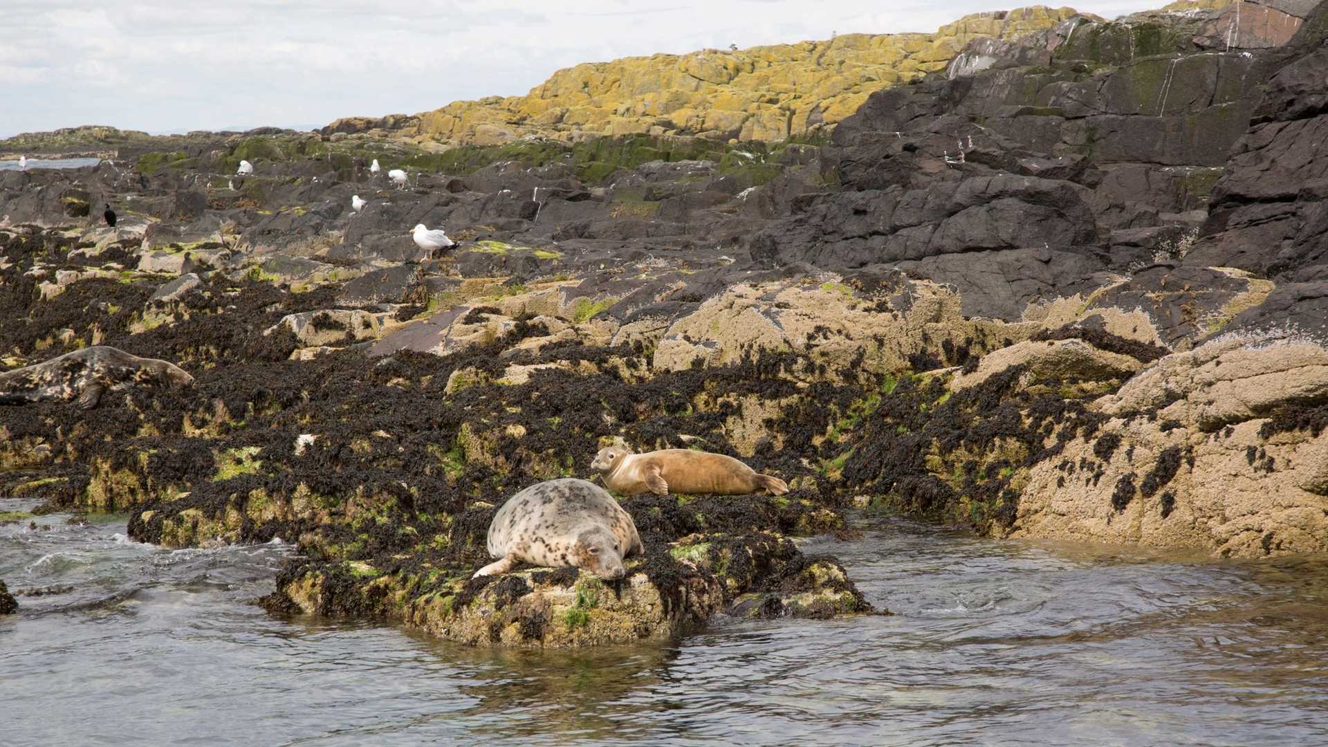 Two seals rest on seaweed-covered rocks near the water, with seagulls visible on the rocky shore in the background.