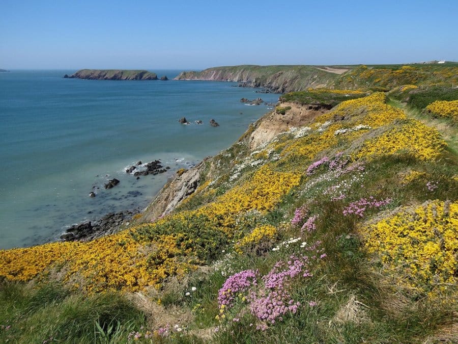 Spring flowers-Pembrokeshire-Coastal-Path