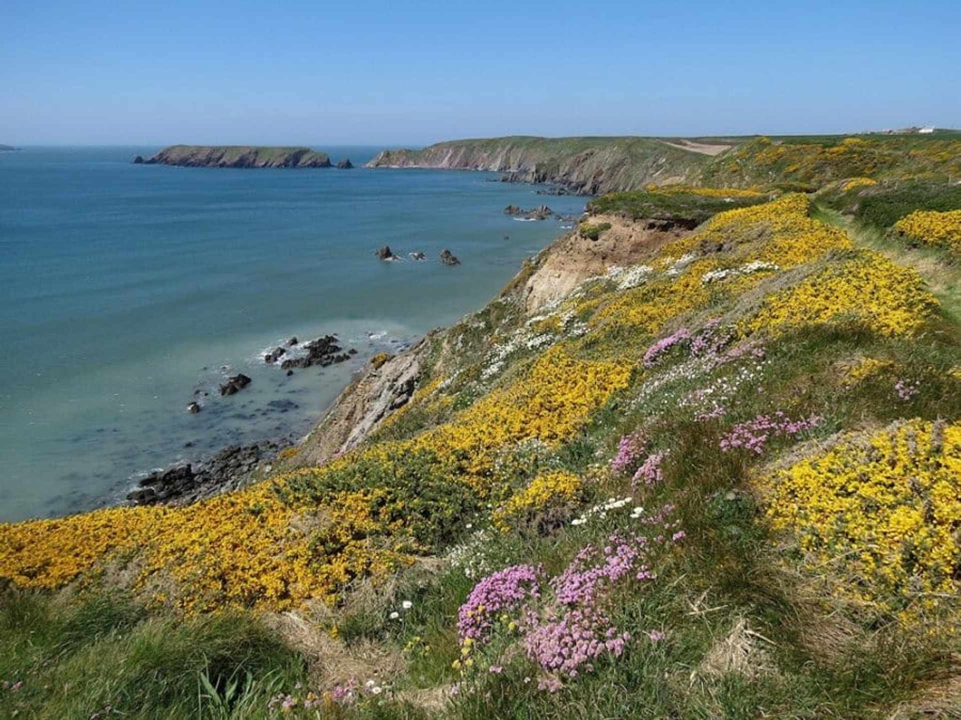 Spring flowers-Pembrokeshire-Coastal-Path