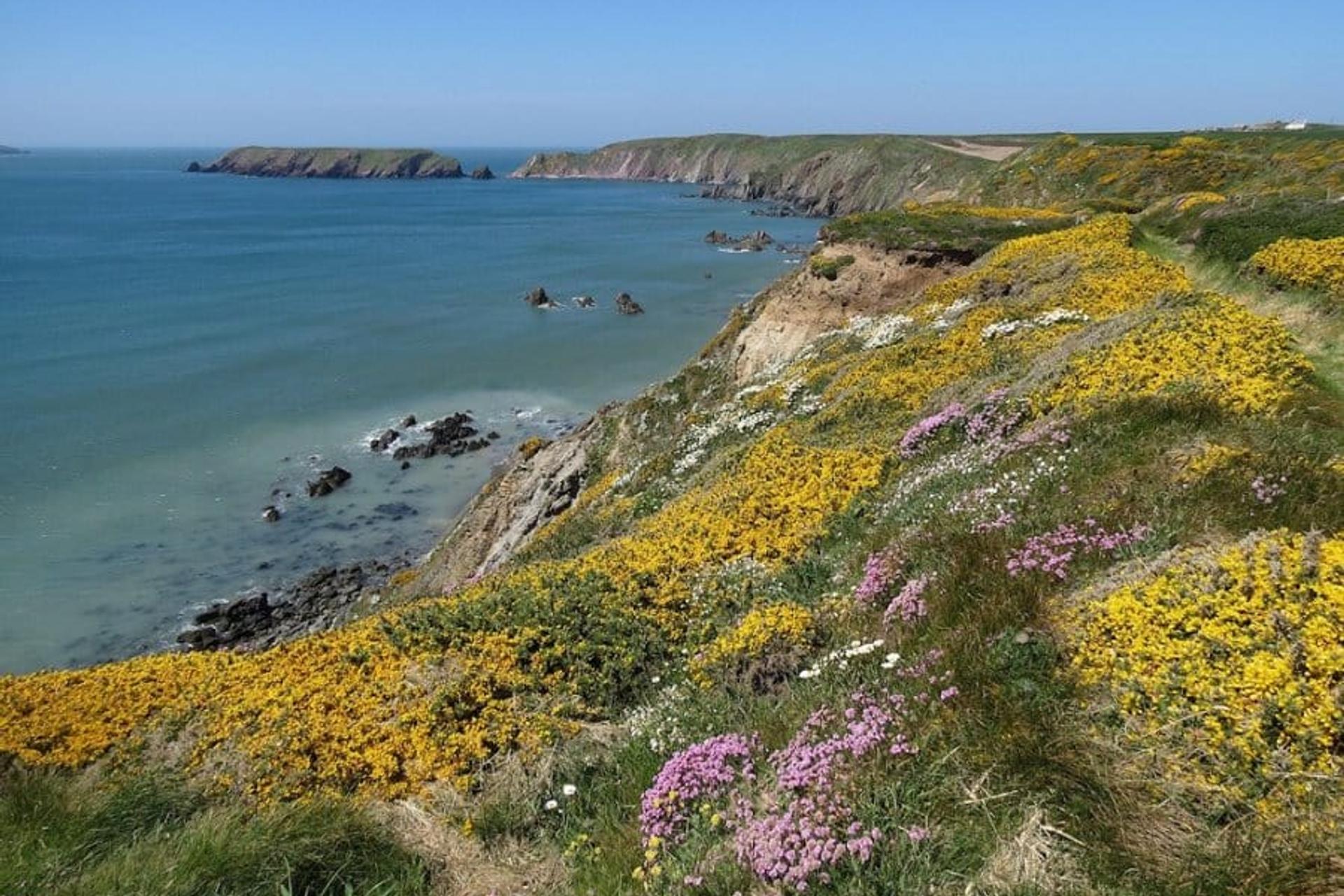 Spring flowers-Pembrokeshire-Coastal-Path