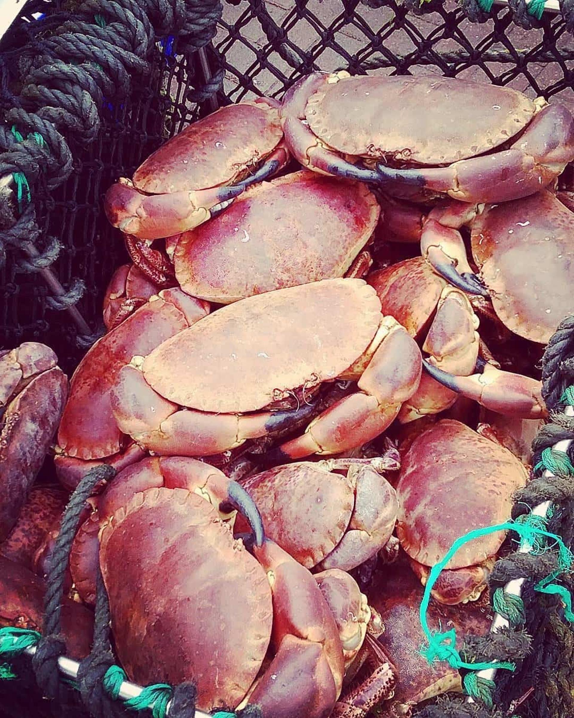 Crabs trap in Brodick