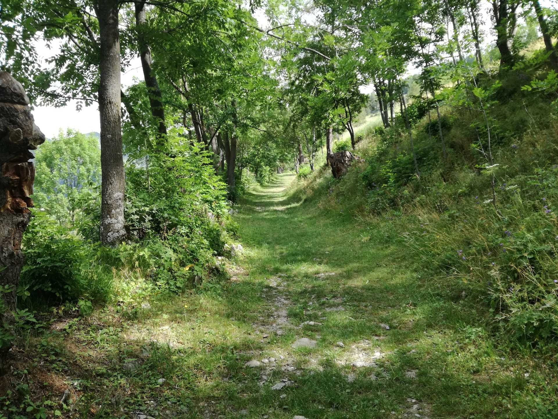 Narrow grassy walking path winding between leafy trees on a wooded hillside in Val Maira.