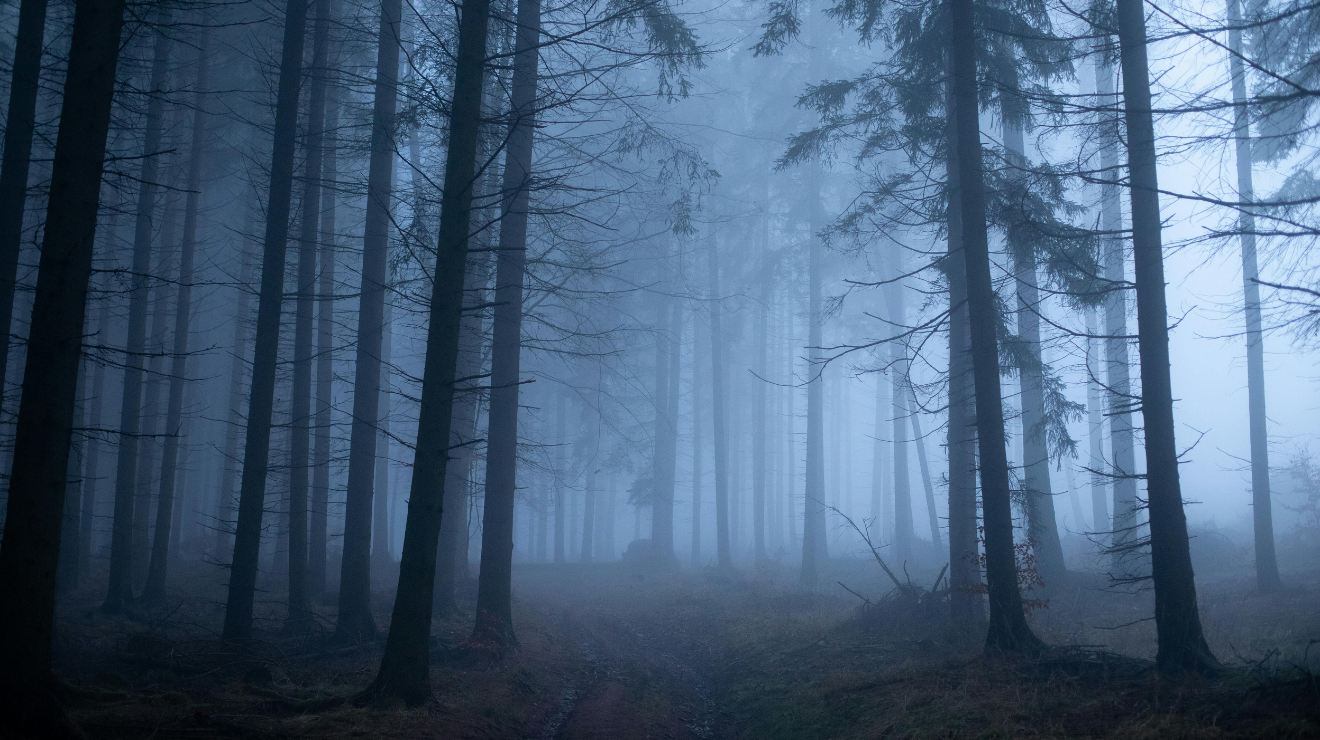 Tall woodland trees disappearing into dense blue-grey mist, creating a quiet, atmospheric scene.