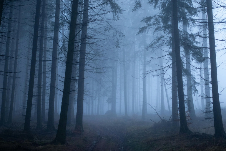 Tall woodland trees disappearing into dense blue-grey mist, creating a quiet, atmospheric scene.