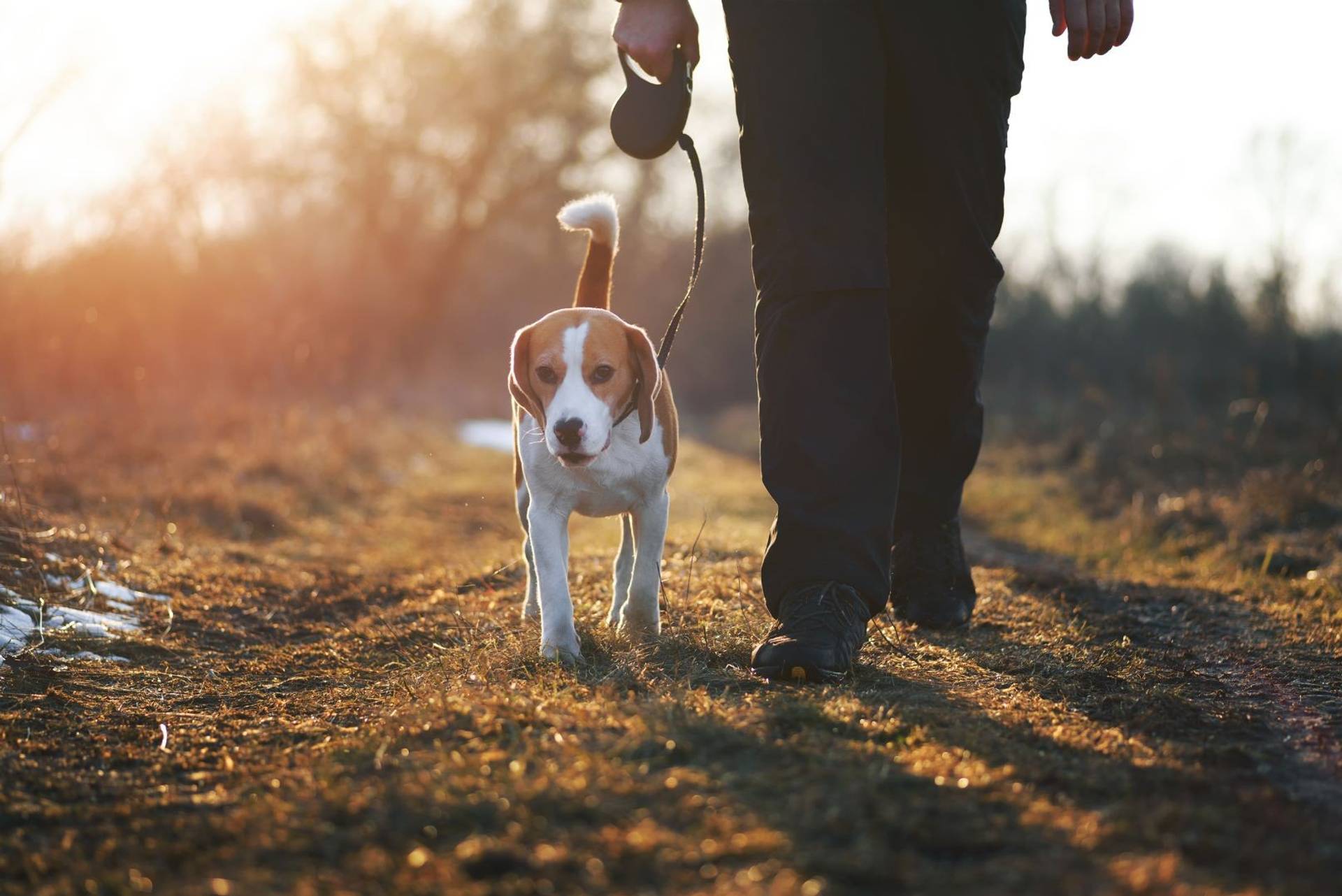 A man and his beagle dog walking