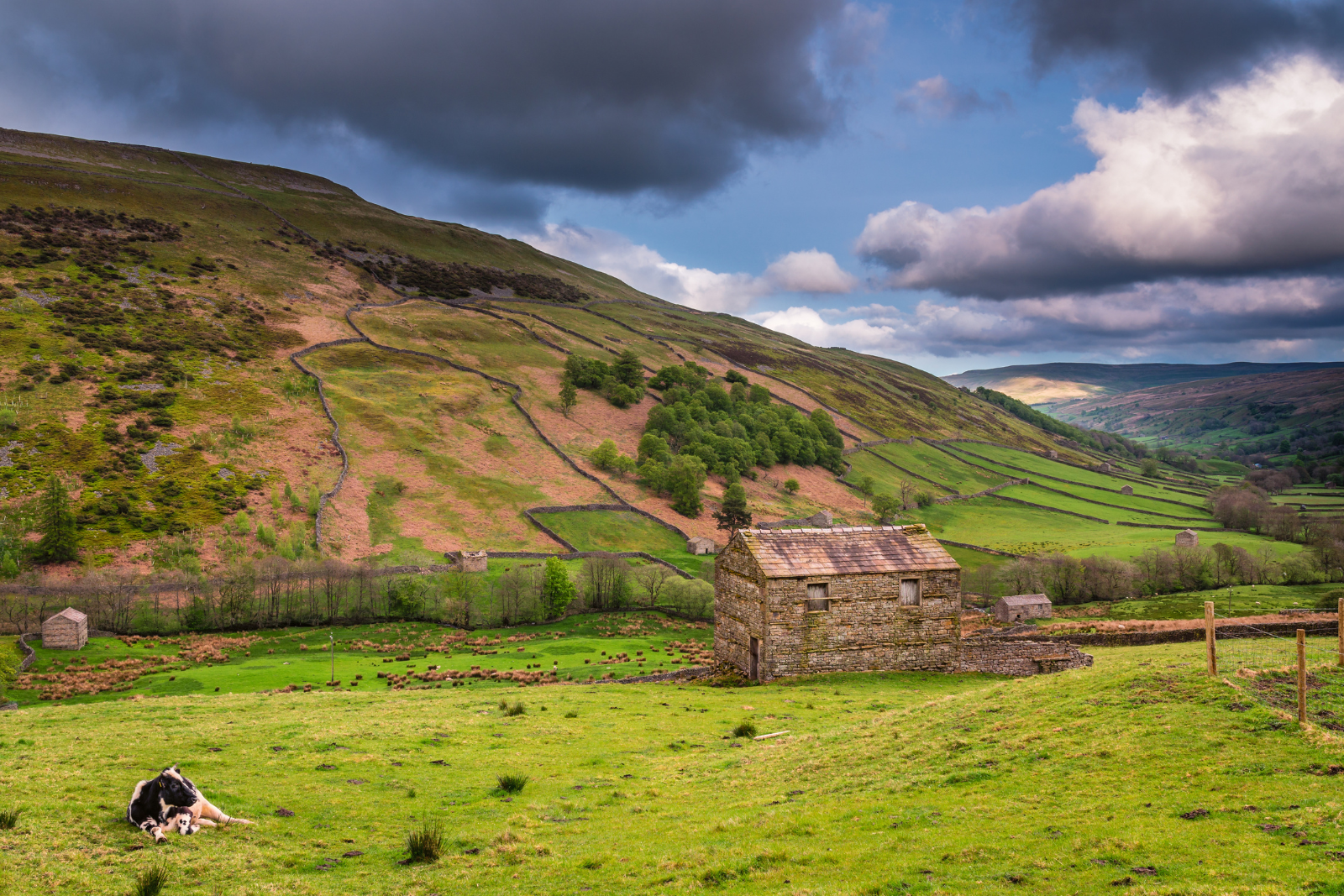 Stone barns and drystone walls in Swaledale near Keld on the Coast to Coast.