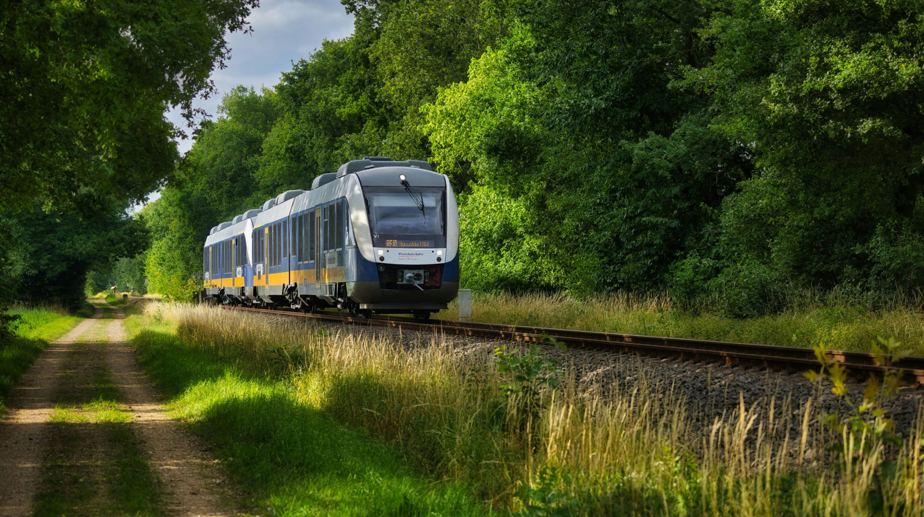 A modern blue and yellow train travels on tracks through a lush green forest with a dirt path alongside.