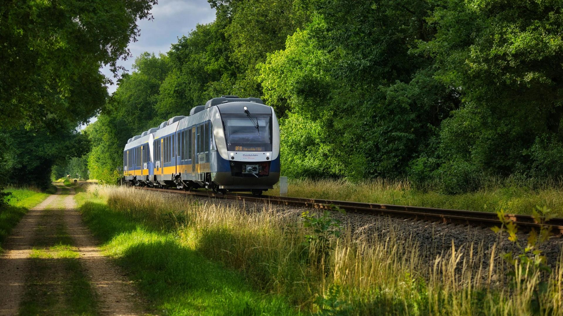 A modern blue and yellow train travels on tracks through a lush green forest with a dirt path alongside.