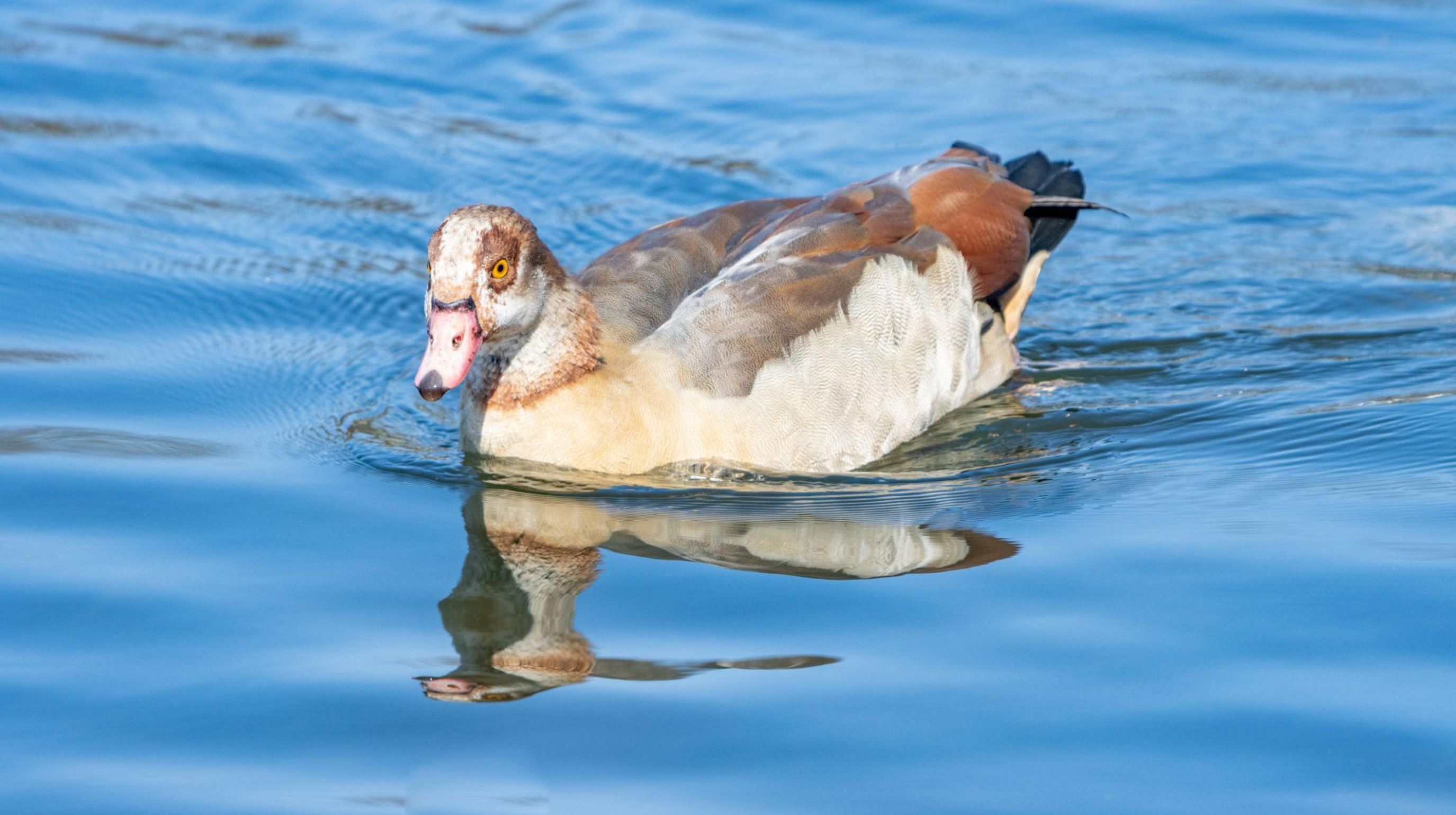 An Egyptian goose swims on blue water, its reflection visible below.