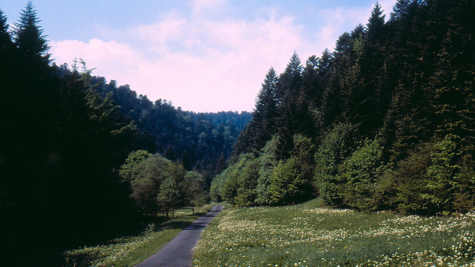Path through a meadow and forest in the Vosges Mountains