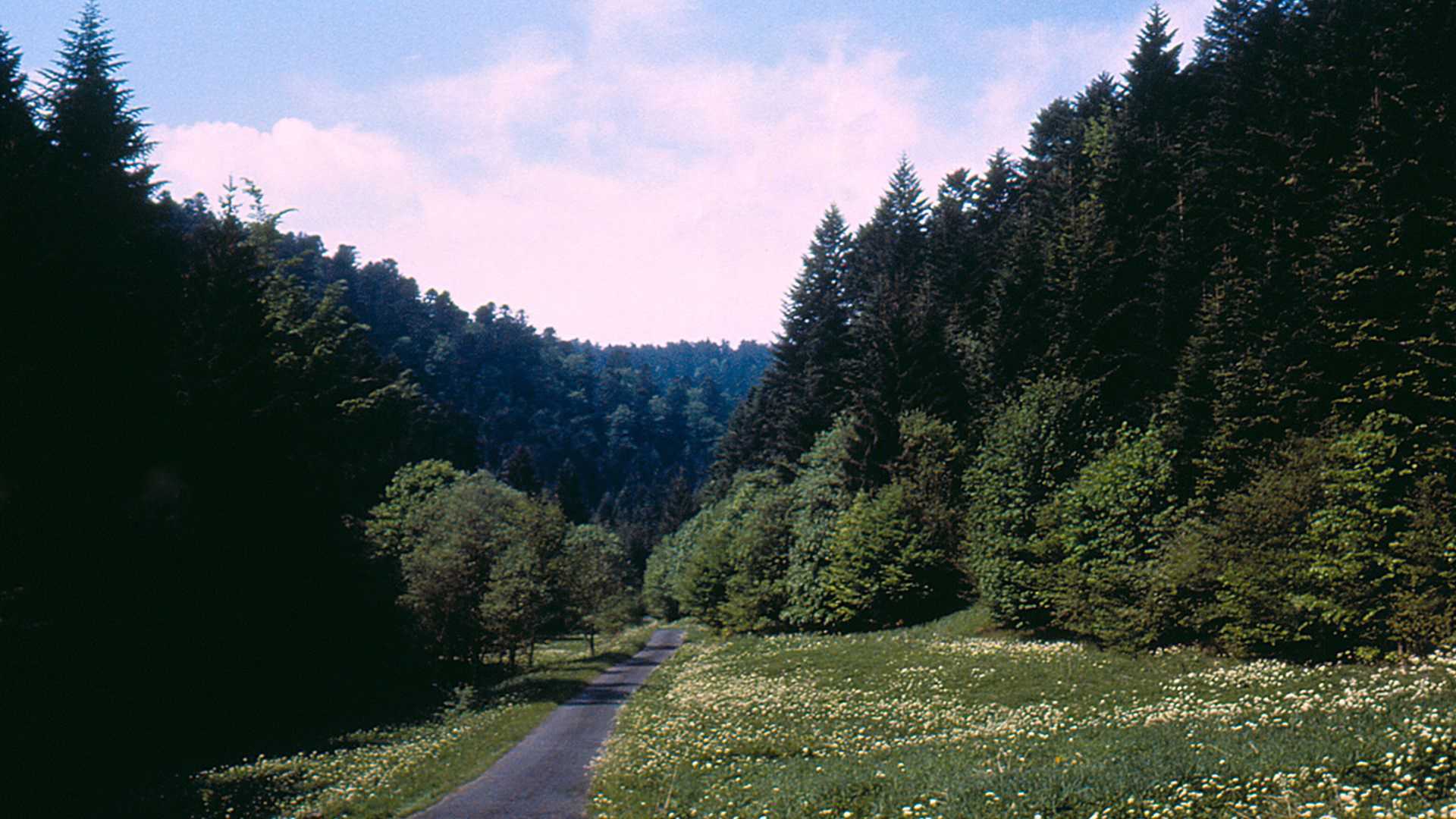 Path through a meadow and forest in the Vosges Mountains