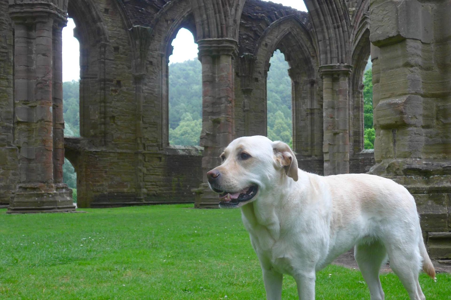 Labrador Retriever at Tintern Abbey, Wales