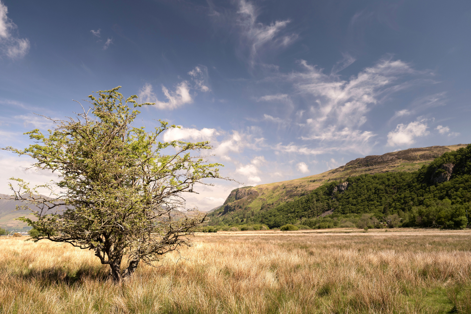 Meadow and woodland beneath the fells in Borrowdale.