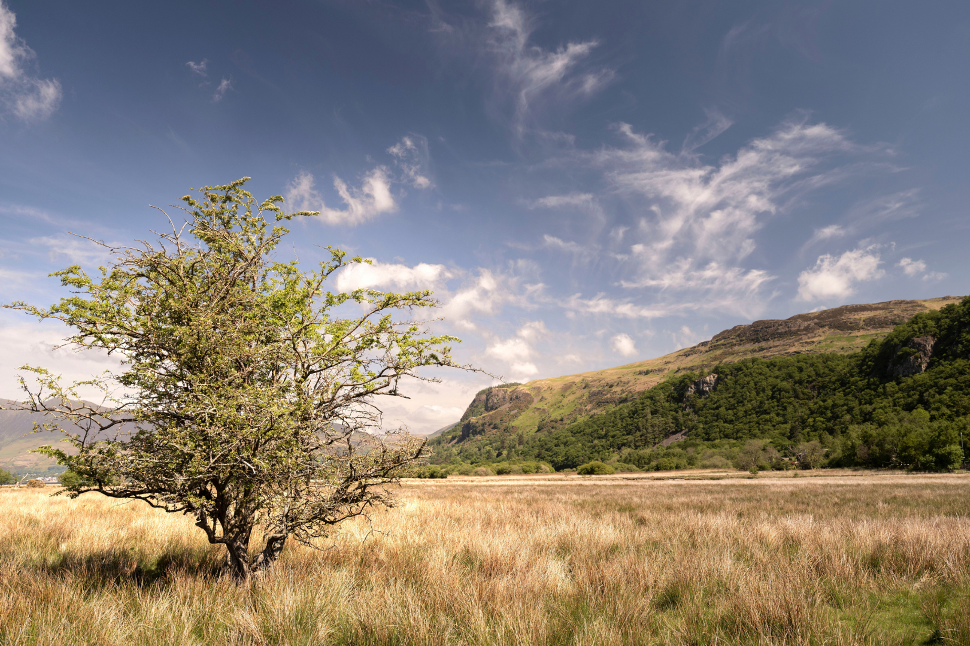 Meadow and woodland beneath the fells in Borrowdale.