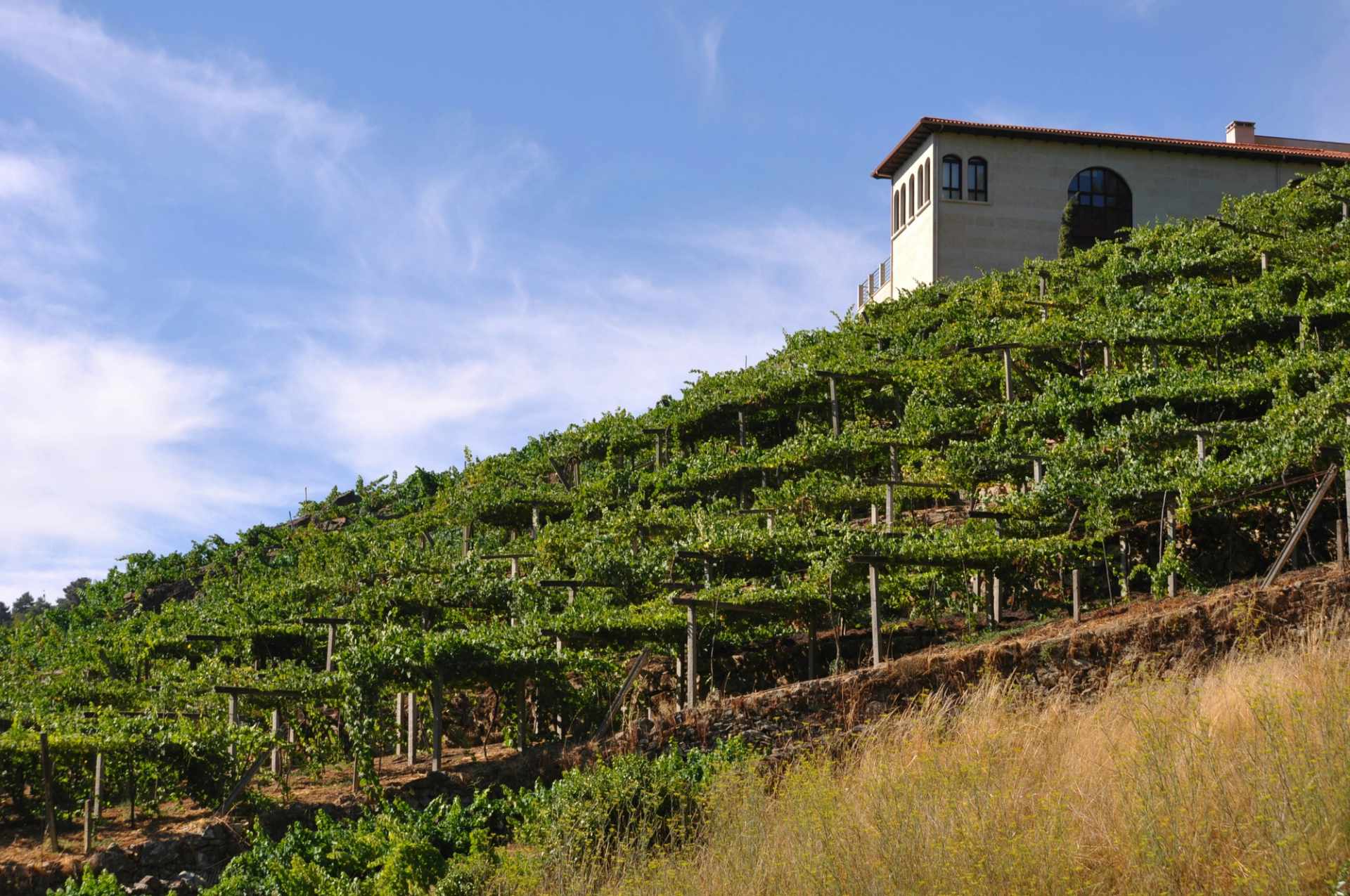 Terraced vineyards on steep slopes in Ribeira Sacra, Galicia
