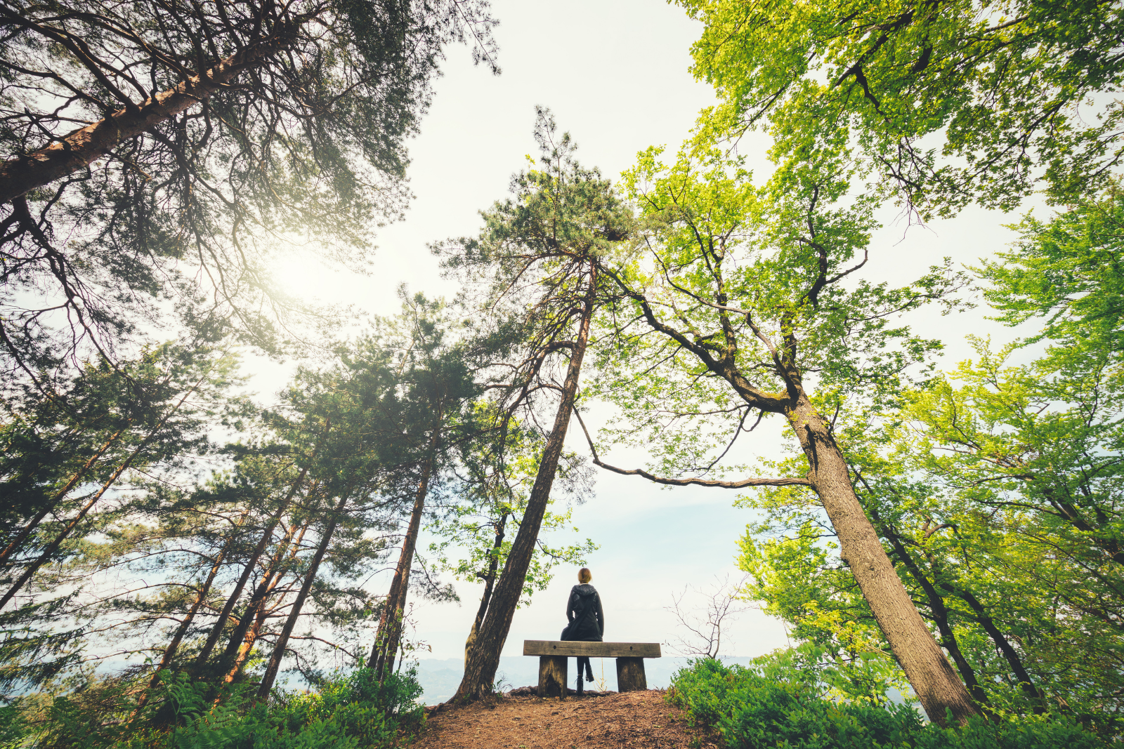A person sitting on a wooden bench beneath tall trees, looking out across the countryside as sunlight filters through the green canopy.