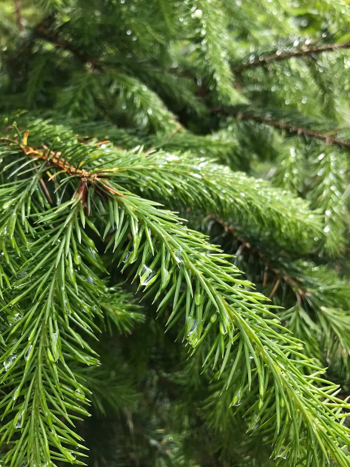 For Augustus to Invermoriston, hiknig through Scotland