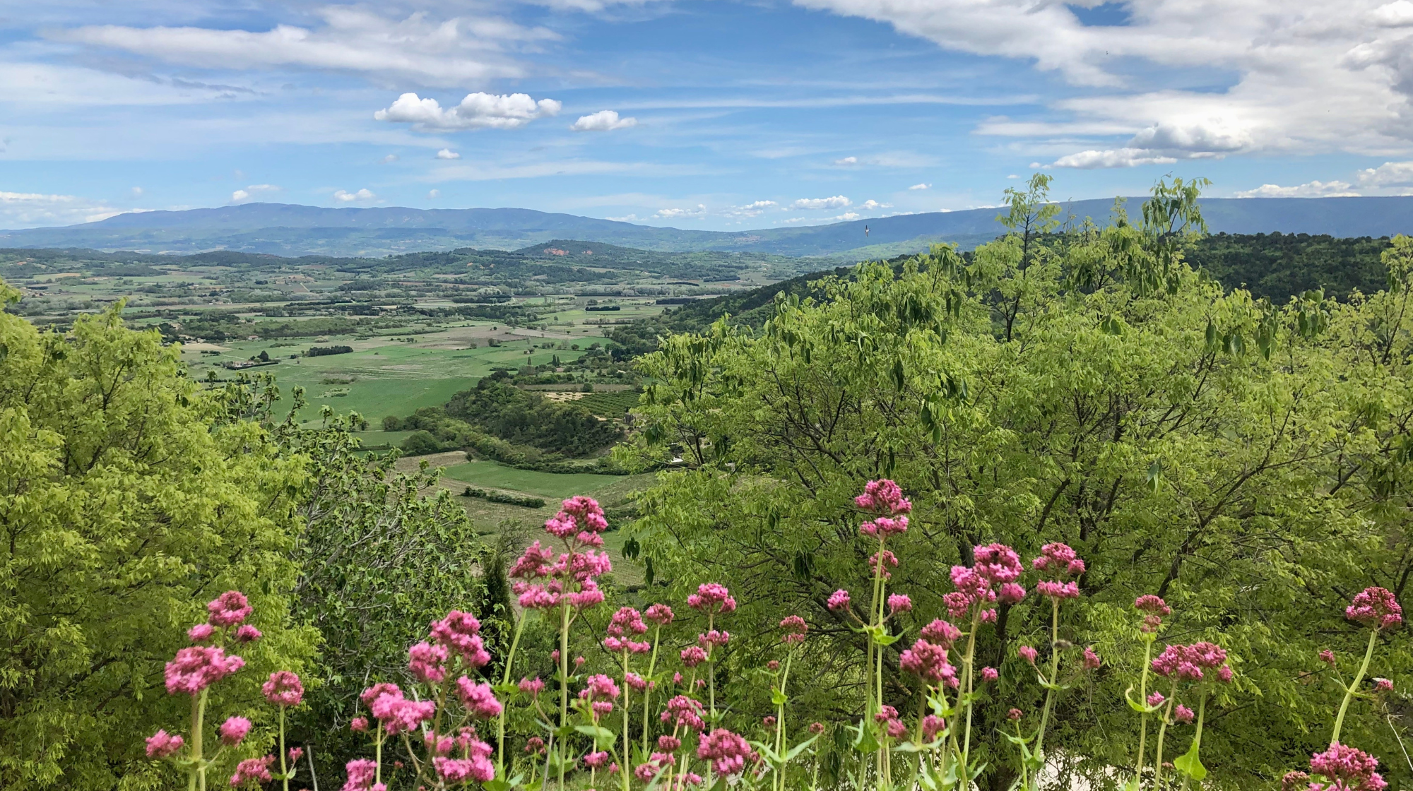 Pink wildflowers overlooking green countryside in the Luberon