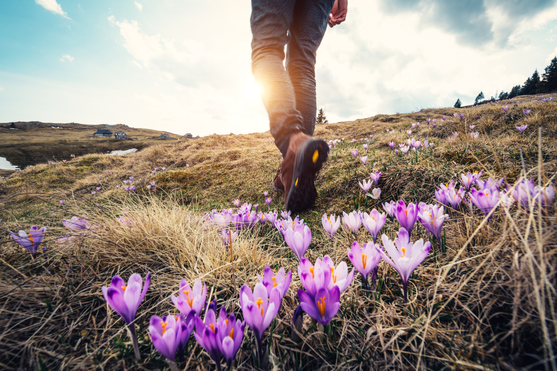 Walker crossing a hillside through spring crocuses.