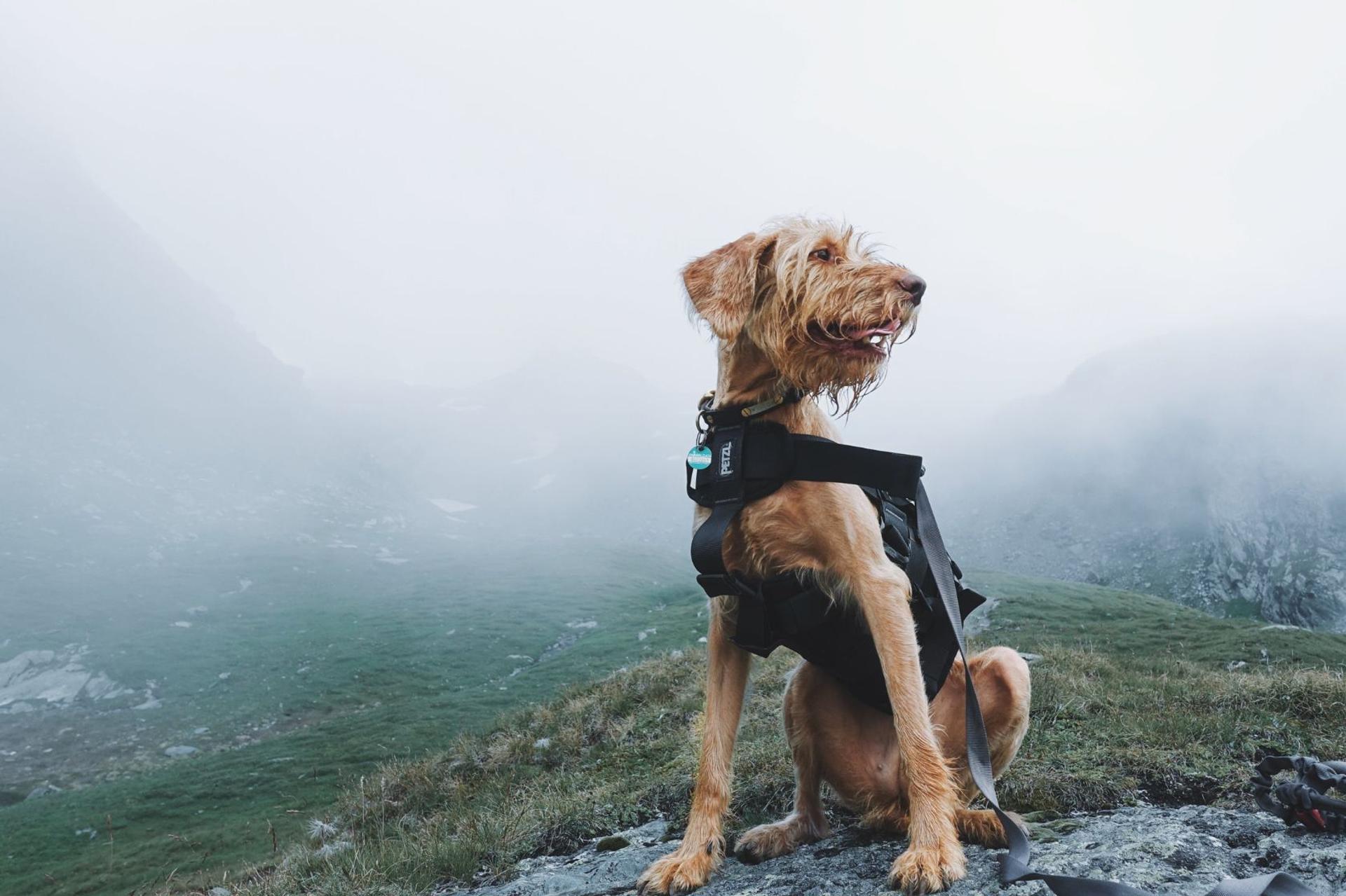 Offa’s Dyke Path (South Section)