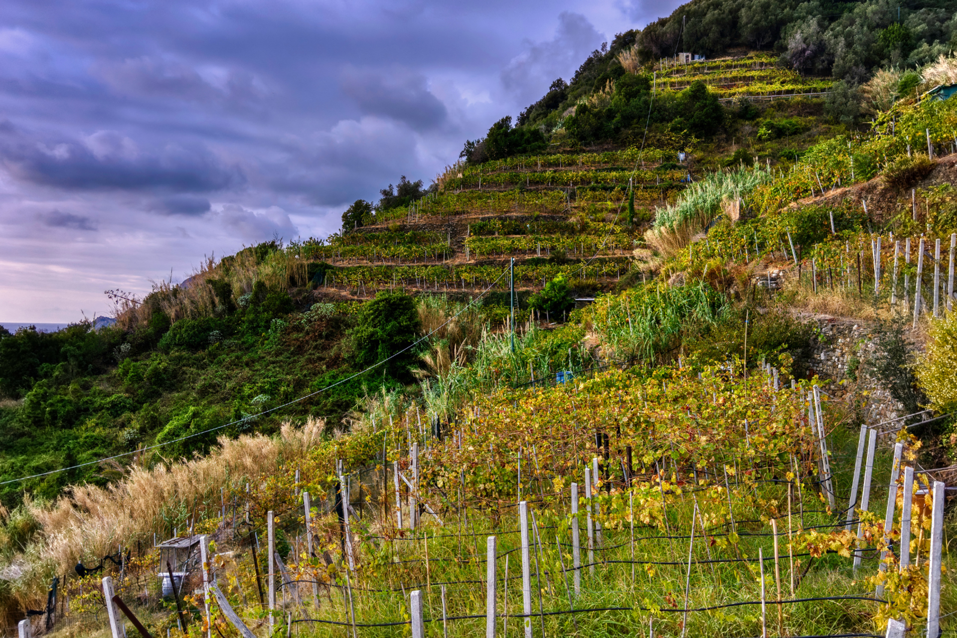 Vineyards planted on steep, stone-walled terraces in the Cinque Terre.