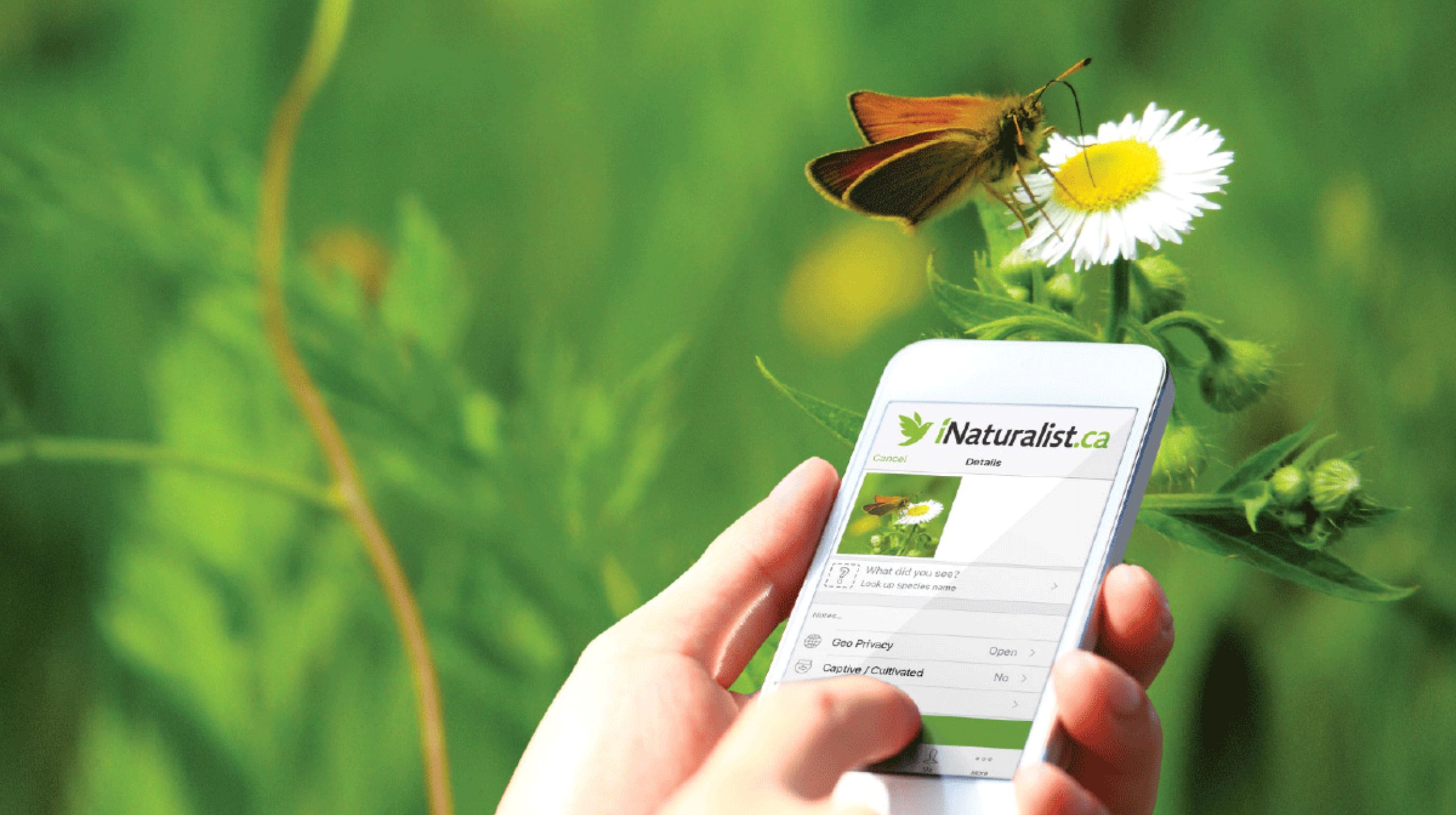 A person holds a smartphone displaying the iNaturalist.ca website, which shows a butterfly on a white flower, against a blurred green background of foliage.