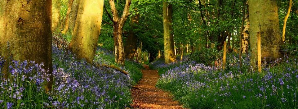 Grims-Ditch-Walking-The-Ridgeway