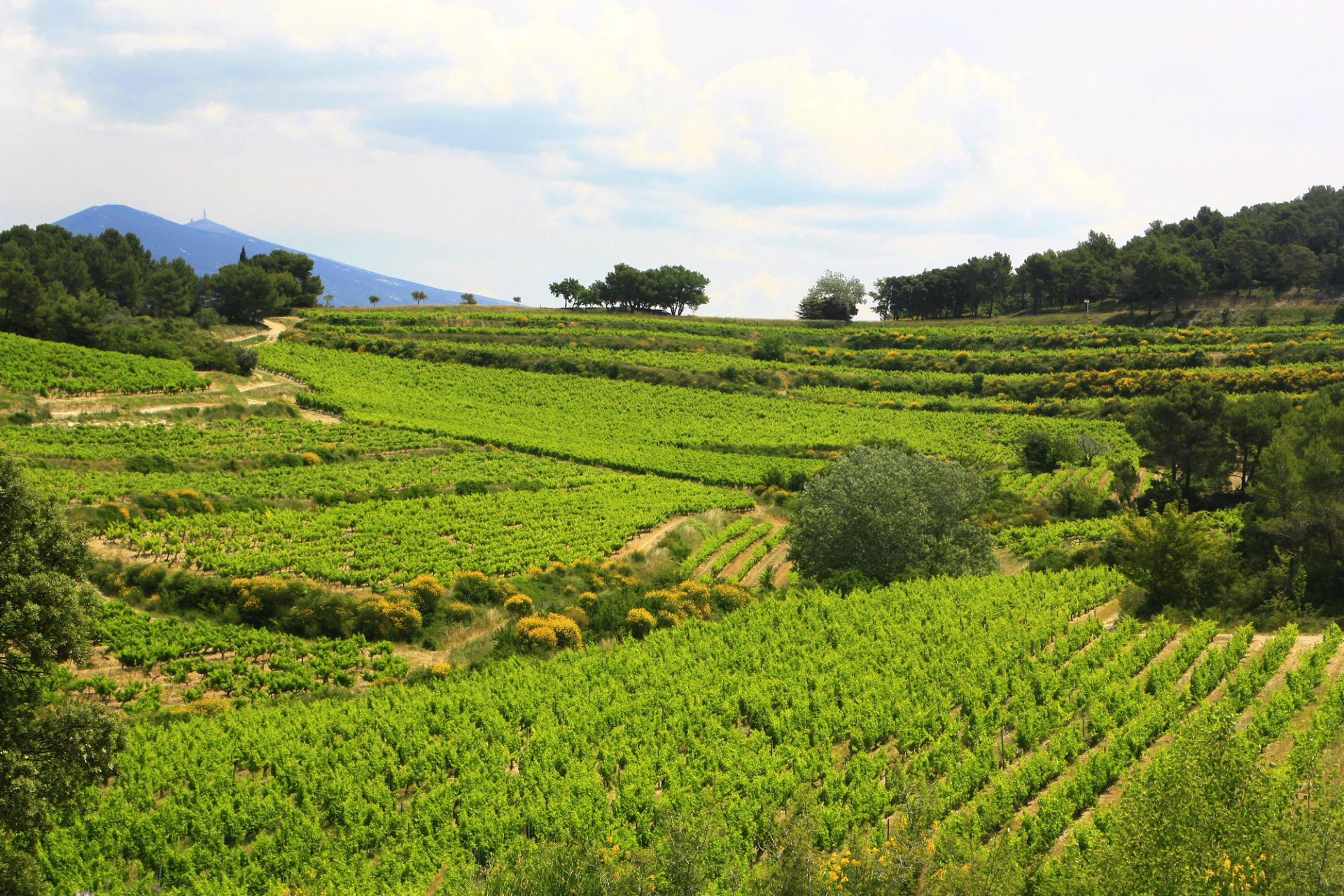 Vineyards stretching towards Mont Ventoux in Provence