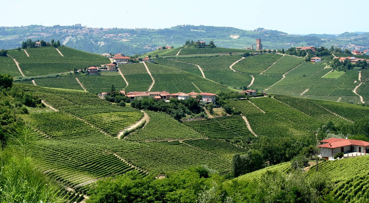 Landscape_of_vineyards_in_Piemonte,_Italy
