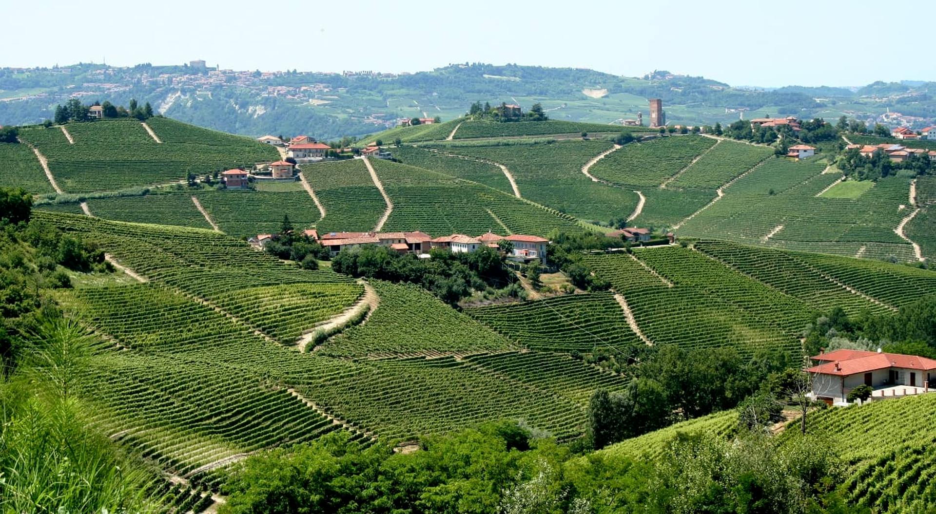 Landscape_of_vineyards_in_Piemonte,_Italy