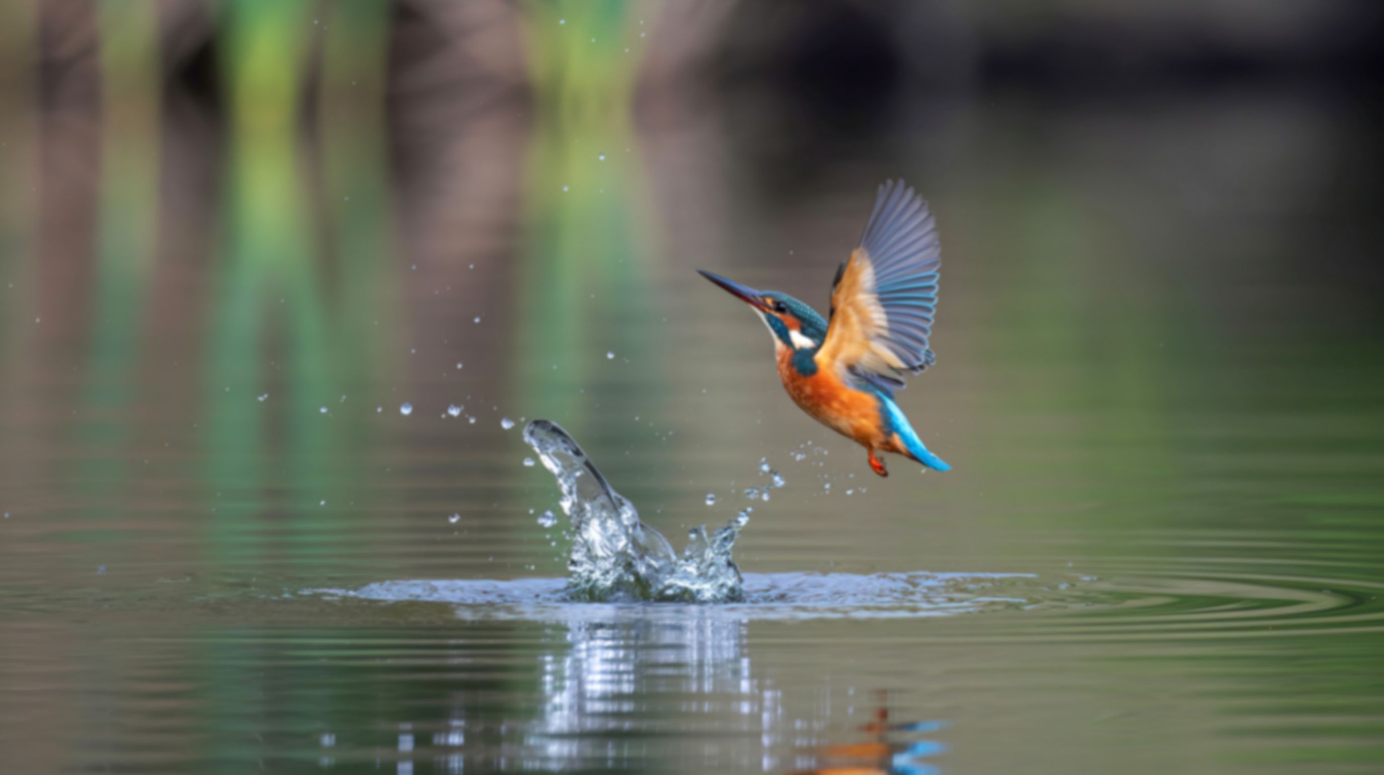 A kingfisher bird with vibrant orange and blue plumage hovers mid-air above a splashing body of water, its wings spread wide as it hunts.