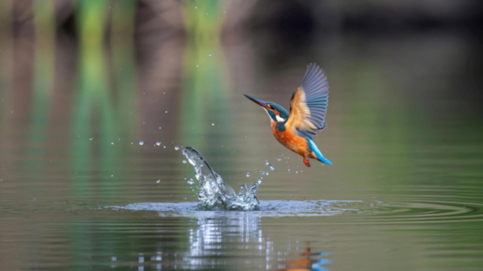 A kingfisher bird with vibrant orange and blue plumage hovers mid-air above a splashing body of water, its wings spread wide as it hunts.