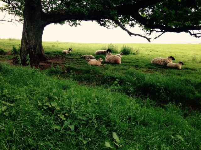 Sheep sheltering under a tree