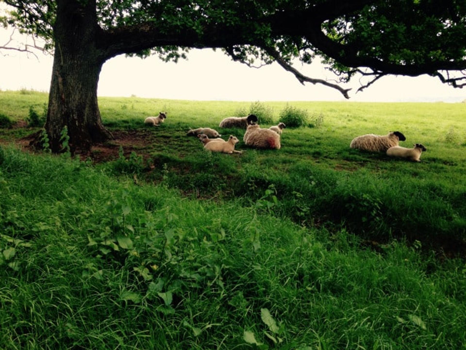Sheep sheltering under a tree