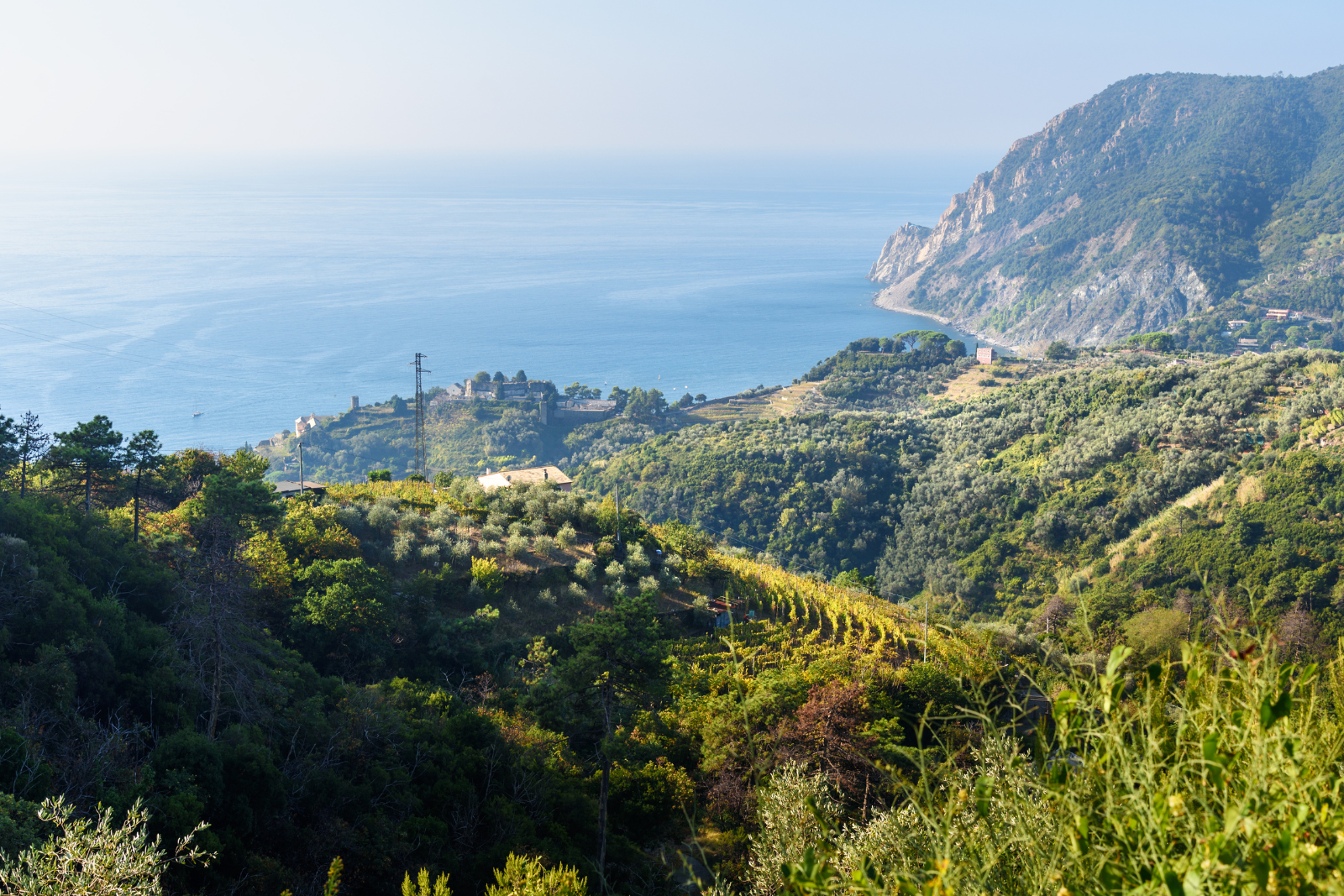 Wooded coastal hillsides overlooking the Ligurian Sea near Punta Mesco.