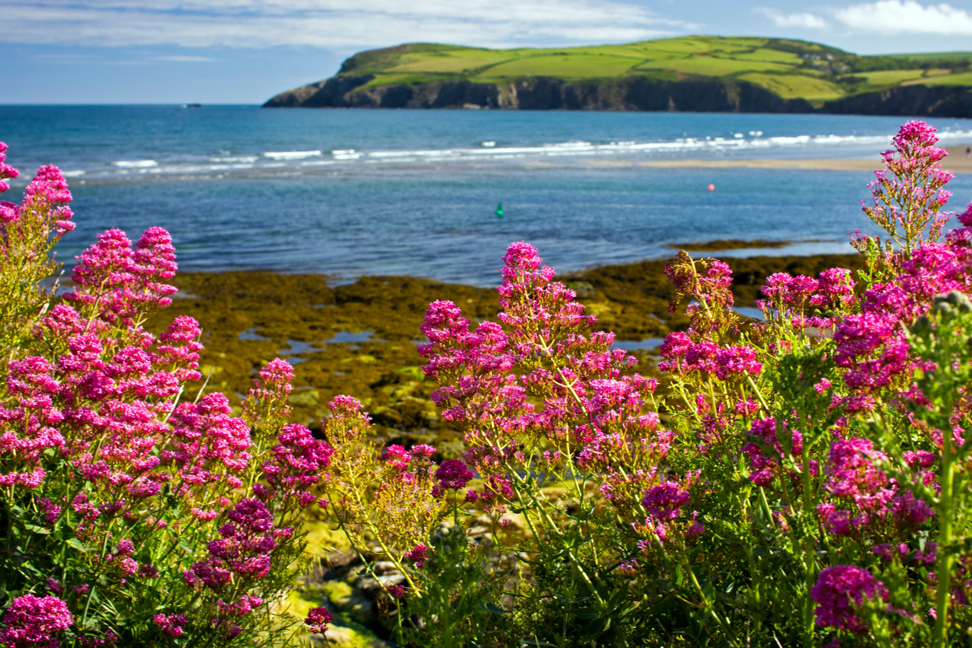 Spring flowers on the Pembrokeshire coast