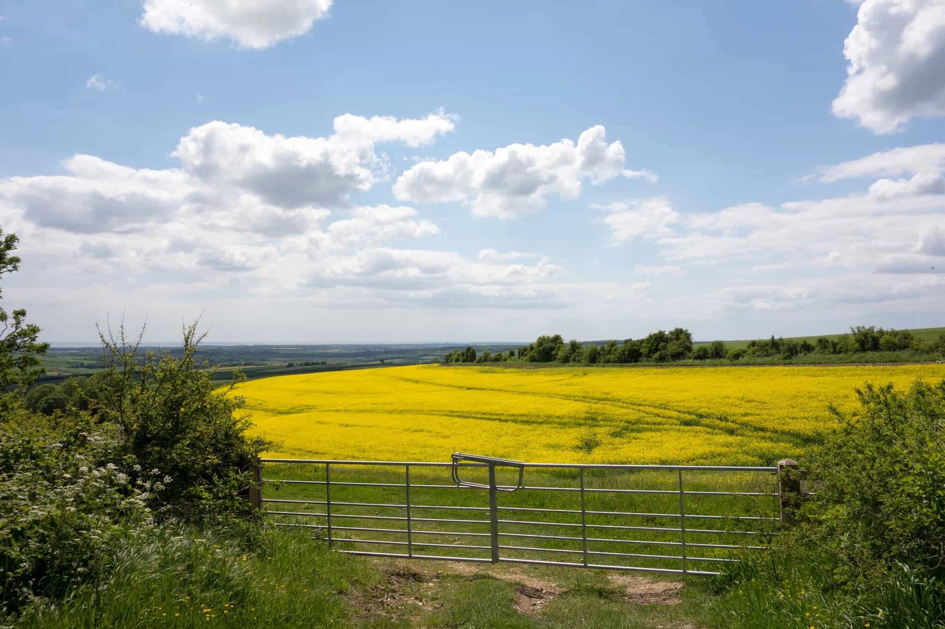 Passing Oilseed fields walking in the South downs