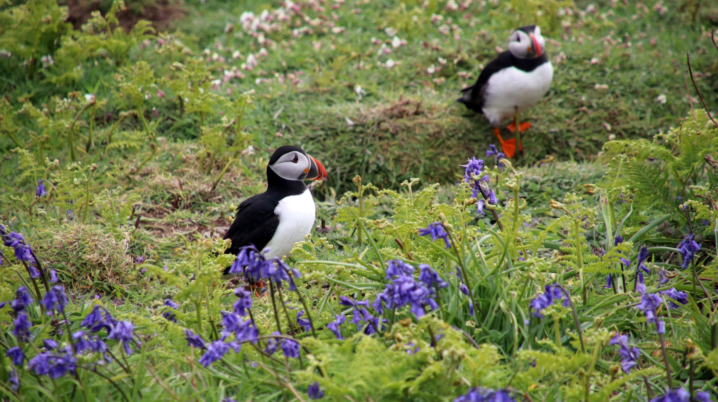 Two puffins stand in a grassy field dotted with bluebells and ferns. One puffin is in the foreground on the left, and the other is further back on the right.