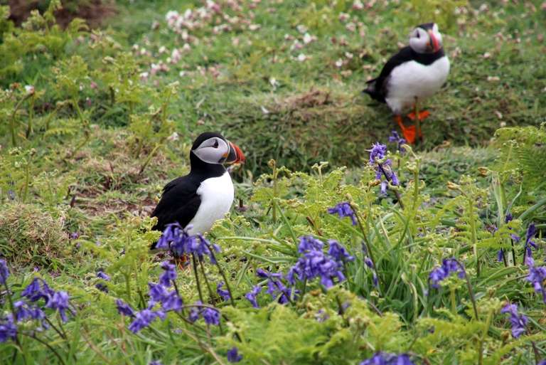 Two puffins stand in a grassy field dotted with bluebells and ferns. One puffin is in the foreground on the left, and the other is further back on the right.